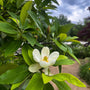 close up view of sweetbay magnolia summer blooms
