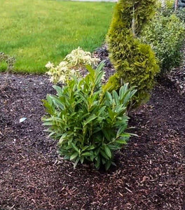 Dwarf English Laurel