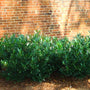 dwarf english laurel shrub used as a low-growing hedge