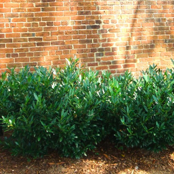 dwarf english laurel shrub used as a low-growing hedge