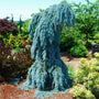 weeping blue spruce as a statement plant in a vibrant landscape