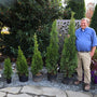 Arborvitae Emerald Green in containers from 1 1-gallon pot to 5 5-gallon pots