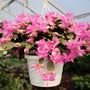 pink christmas cactus in 8 in hanging basket