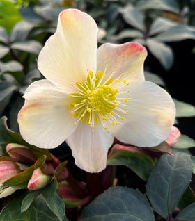 Helleborus Mahogany Snow