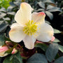 close up view of helleborus mahogany snow