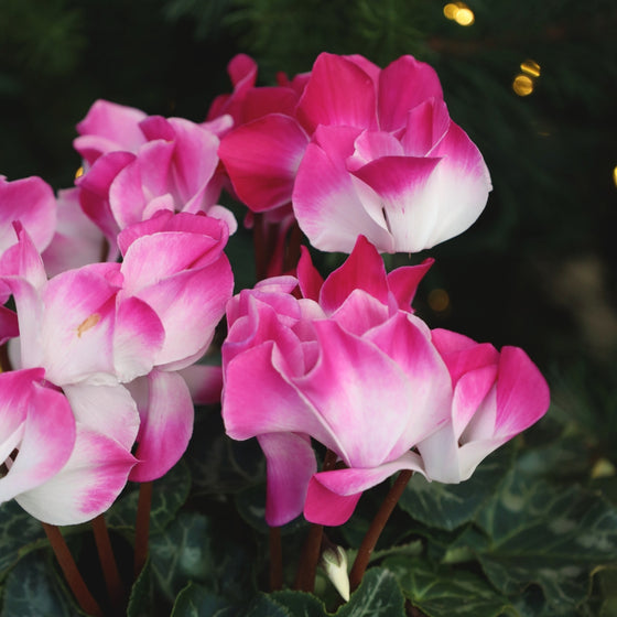 Pink Cyclamen for Sale | Garden Goods Direct