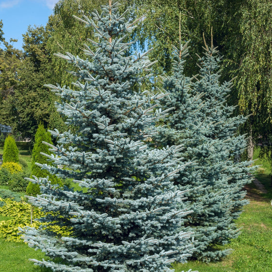 Colorado Blue Spruce