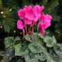 close up view of magenta blooms and intricate foliage on purple cyclamen in front of a christmas tree