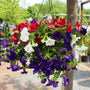 patriotic 10 inch red white and blue petunias hanging basket annual plant