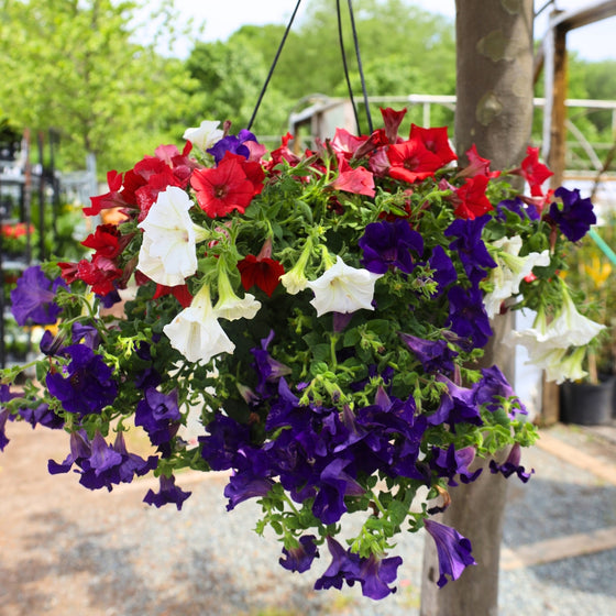 patriotic 10 inch red white and blue petunias hanging basket annual plant