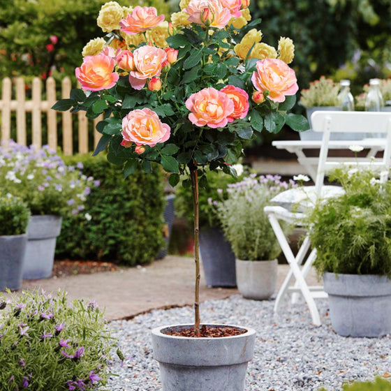 peach sunblaze miniature rose tree in flourshing summer garden patio