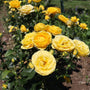 honey golden yellow rose blooms on the Veranda Sunbeam Floribunda Rose Tree