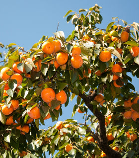 American Persimmon Tree