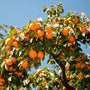 vibrant persimmon fruits growing in mass on an American Persimmon Tree