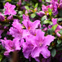 close up shot of bold lilac colored blooms on autumn lilac azalea shrub