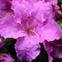 close up look at autumn lilac encore azalea bloom