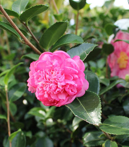 Camellia Winter's Joy