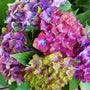 Close up of Pistachio Hydrangea with pink, purple, and green hues.