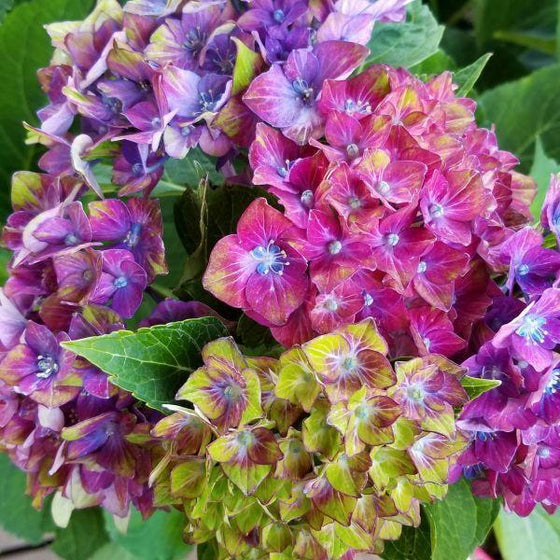 Close up of Pistachio Hydrangea with pink, purple, and green hues.