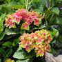 Pink and green Pistachio Hydrangea blooms surrounded by rich green foliage