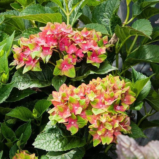 Pistachio hydrangea discount
