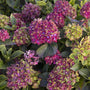 pistachio hydrangea shrub with purple and green flowers accented by deep green foliage