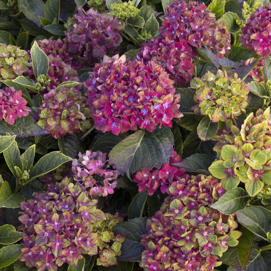 pistachio hydrangea shrub with purple and green flowers accented by deep green foliage