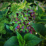 pistachio hydrangea bloom with dark purple in the center of green flower petals
