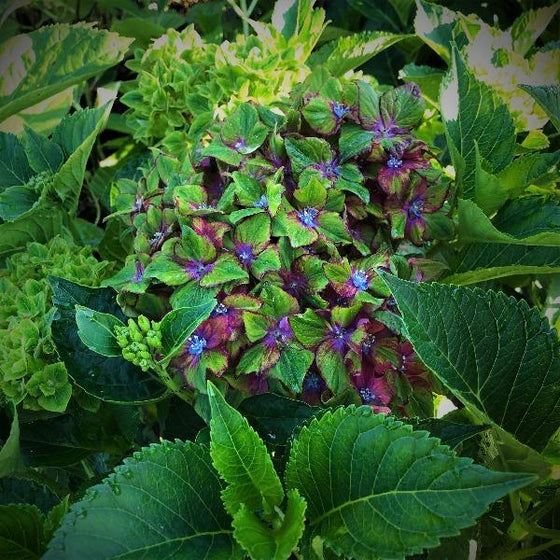 pistachio hydrangea bloom with dark purple in the center of green flower petals