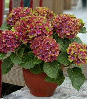 Next Generation Pistachio Hydrangea