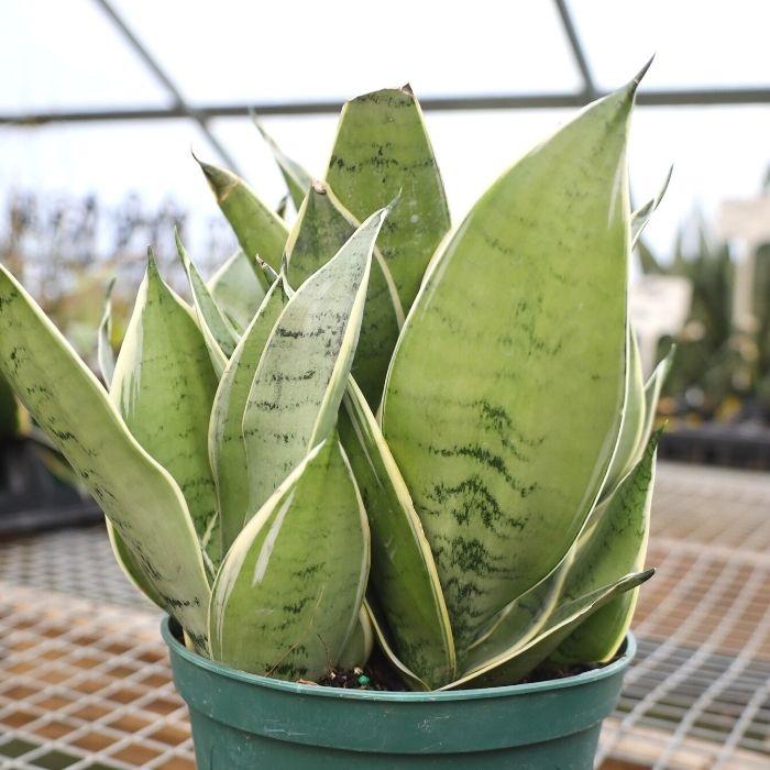 sansevieria all night star Night Owl Snake Plants for Sale