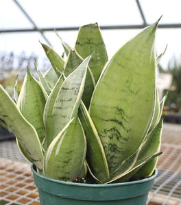 Night Owl Snake Plant Sanseveria