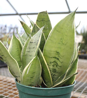 Night Owl Snake Plant Sanseveria