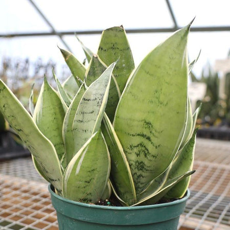 mouse owl snake plant sun Night Owl Snake Plant Sanseveria