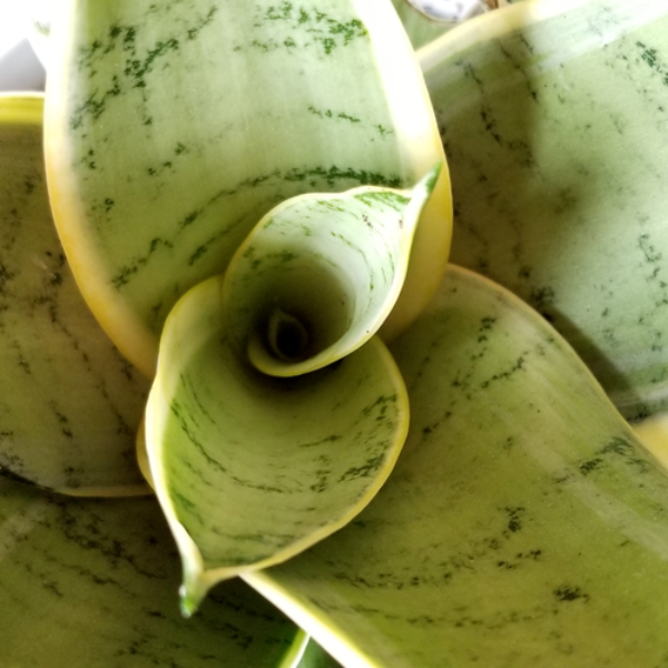white owl sansevieria Night Owl Snake Plants for Sale