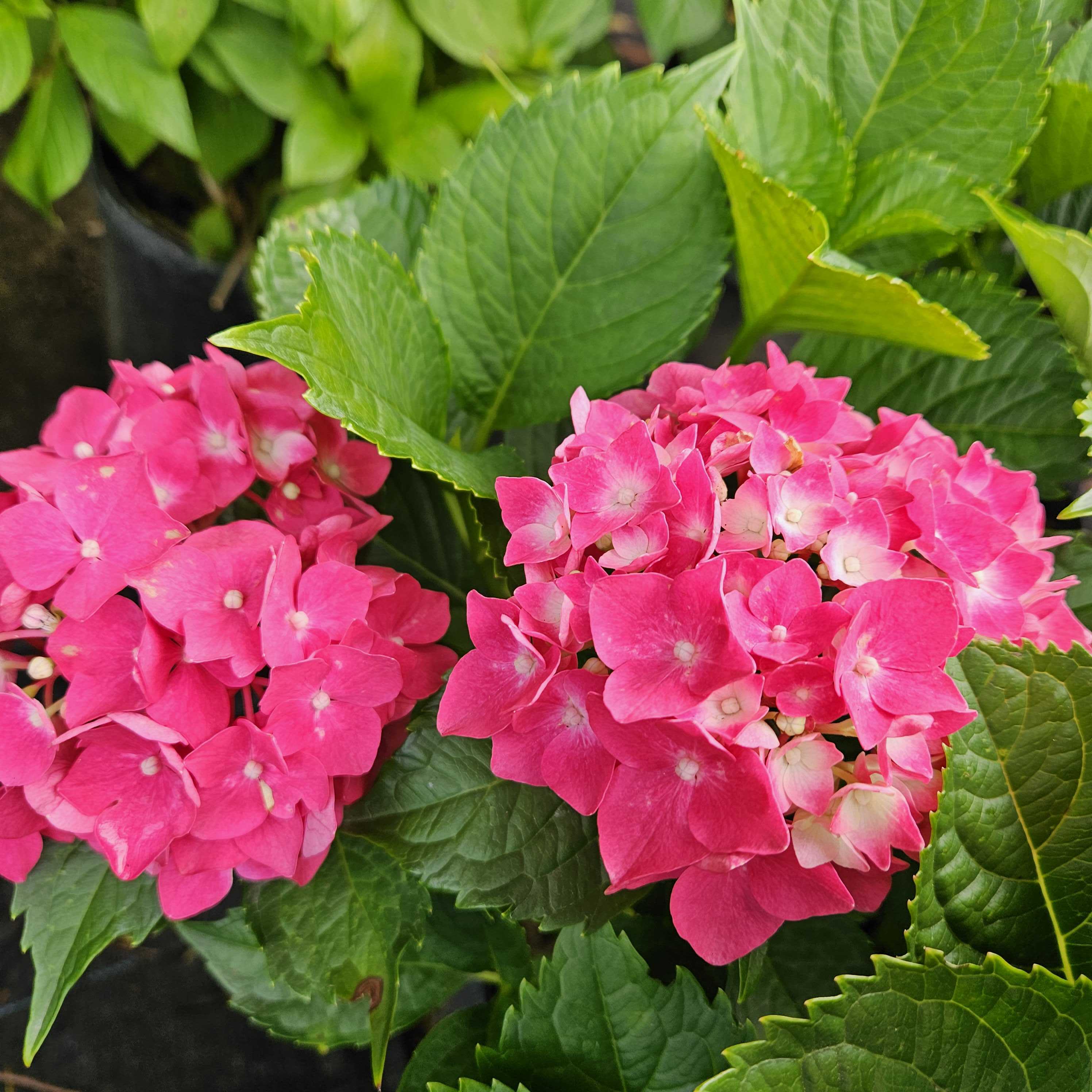 Nikko Blue Hydrangea for Sale | Blue Mophead Blooms in Summer