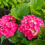 Nikko Blue Hydrangea