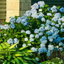 Nikko Blue Hydrangea Shrub in full bloom in a mixed garden