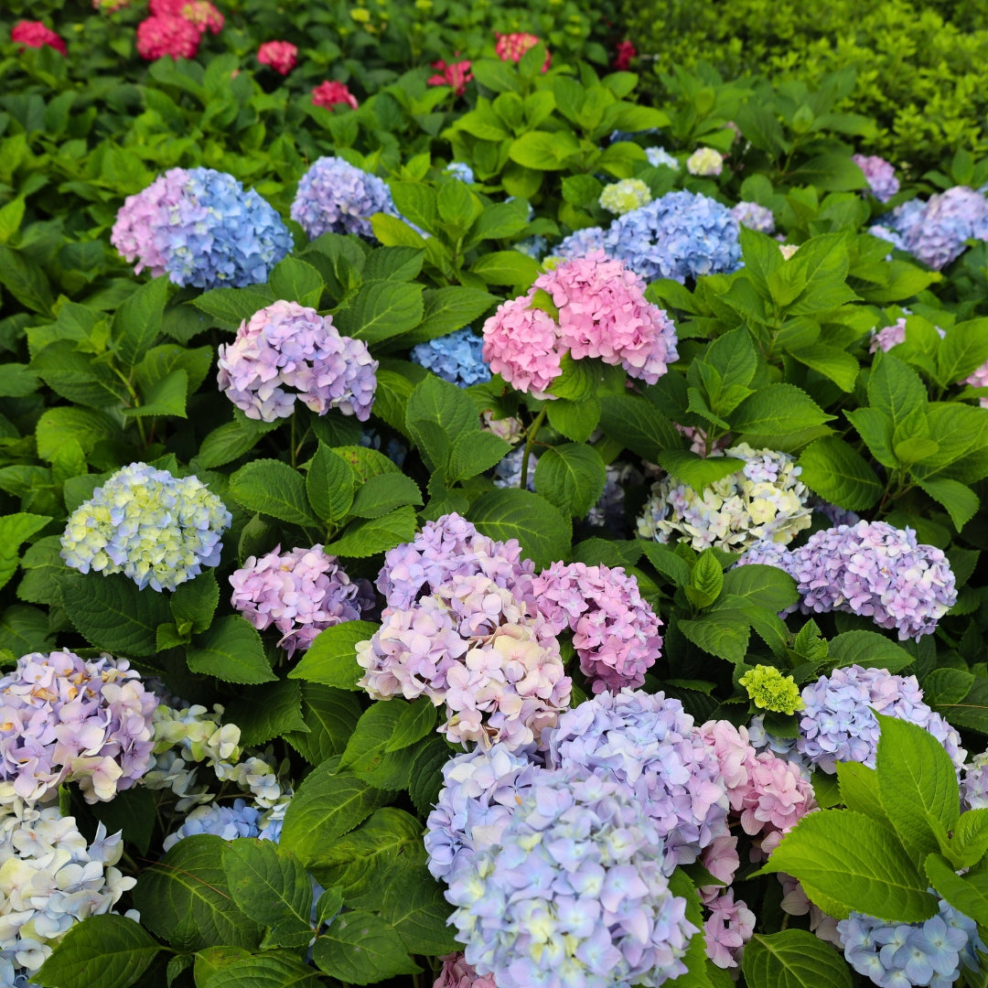 Nikko Blue Hydrangea Shrubs for Sale | Garden Goods Direct