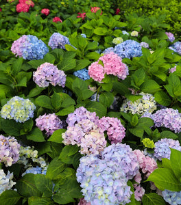 Nikko Blue Hydrangea