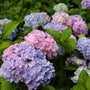 stunning summer hydrangea pink and purple blooms