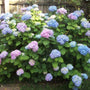 Nikko Blue Hydrangea shrub with both blue and purple flower clusters among green foliage