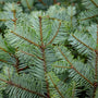 noble fir holiday greenery