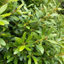 close up of bright green foliage of nordic inkberry shrub