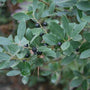 nordic inkberry shrub with green foliage and black berries