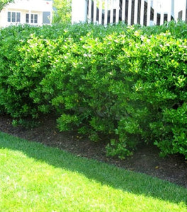 Nordic Inkberry Holly