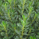 The shimmering green leaves of Nordic Inkberry Holly