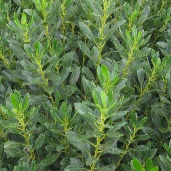 The shimmering green leaves of Nordic Inkberry Holly