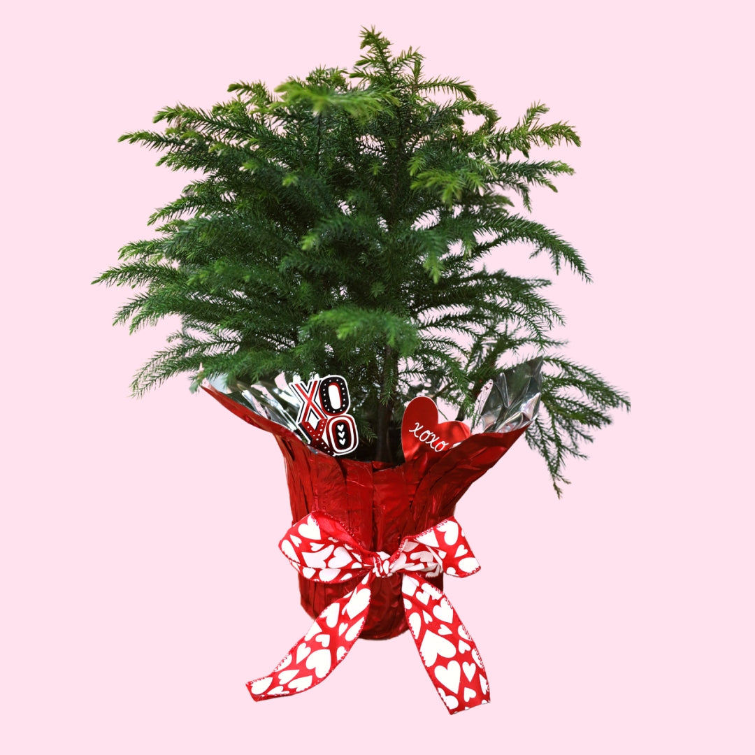 Buy Norfolk Island Pine Trees Online