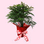 Norfolk Island Pine Valentines Day gift